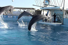 Dolphinarium, Rimini, Italia